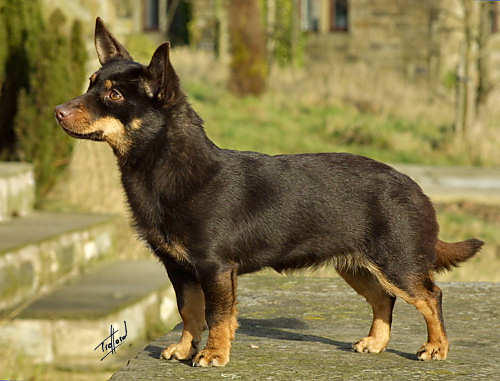 Lancashire_Heeler_9W073D-015.jpg