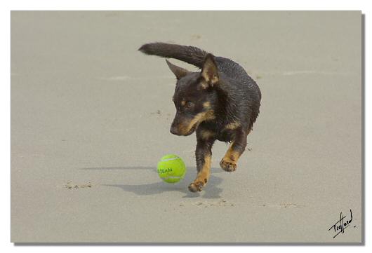 Lancashire Heeler Hotpot Twinkle Little Star